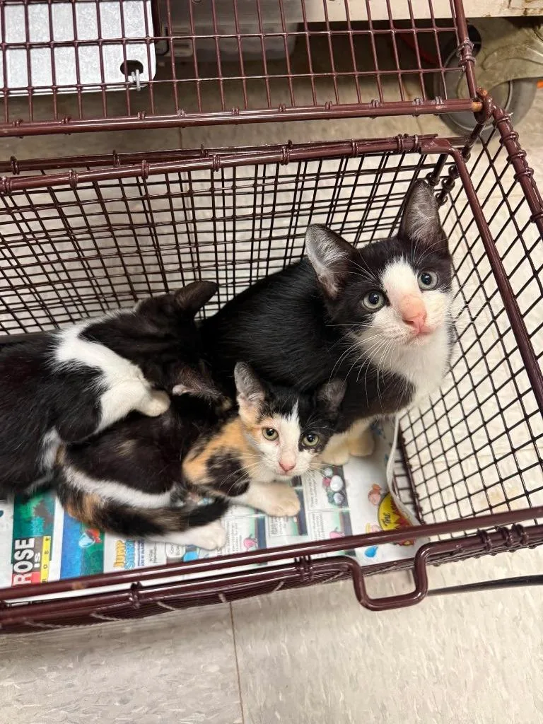 A baby medium-sized female Domestic Short Hair cat named Rosalia for adoption in Sorrento, LA