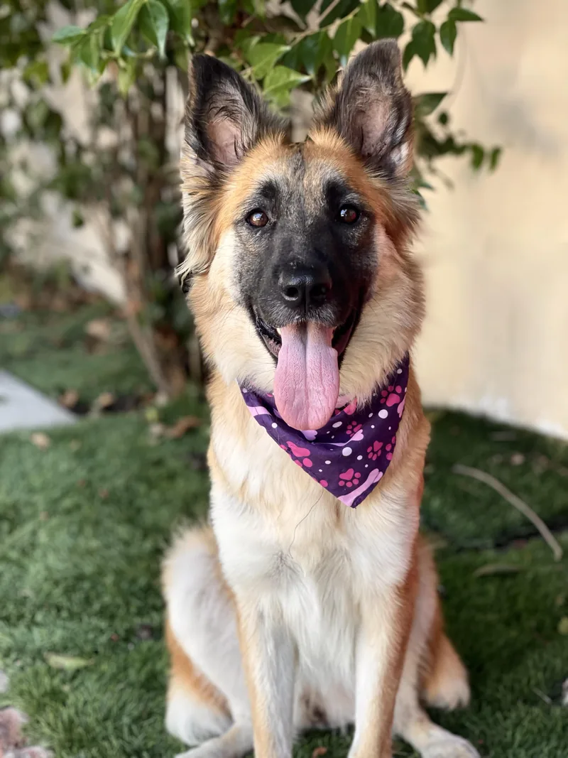 Shiloh