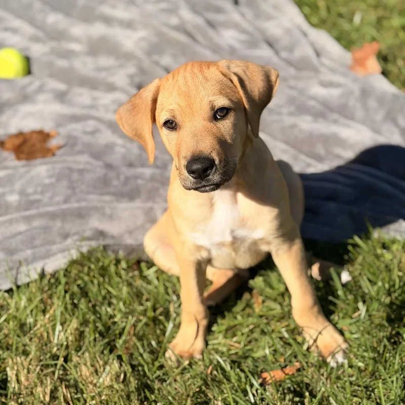 A baby medium-sized male Labrador Retriever dog named Gus for adoption in Sparta, NJ