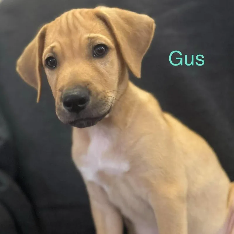 Gus thumbnail 3