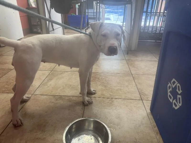 An adult large-sized female White / Cream Mixed Breed dog named Sweet Treat for adoption in Cincinnati, OH
