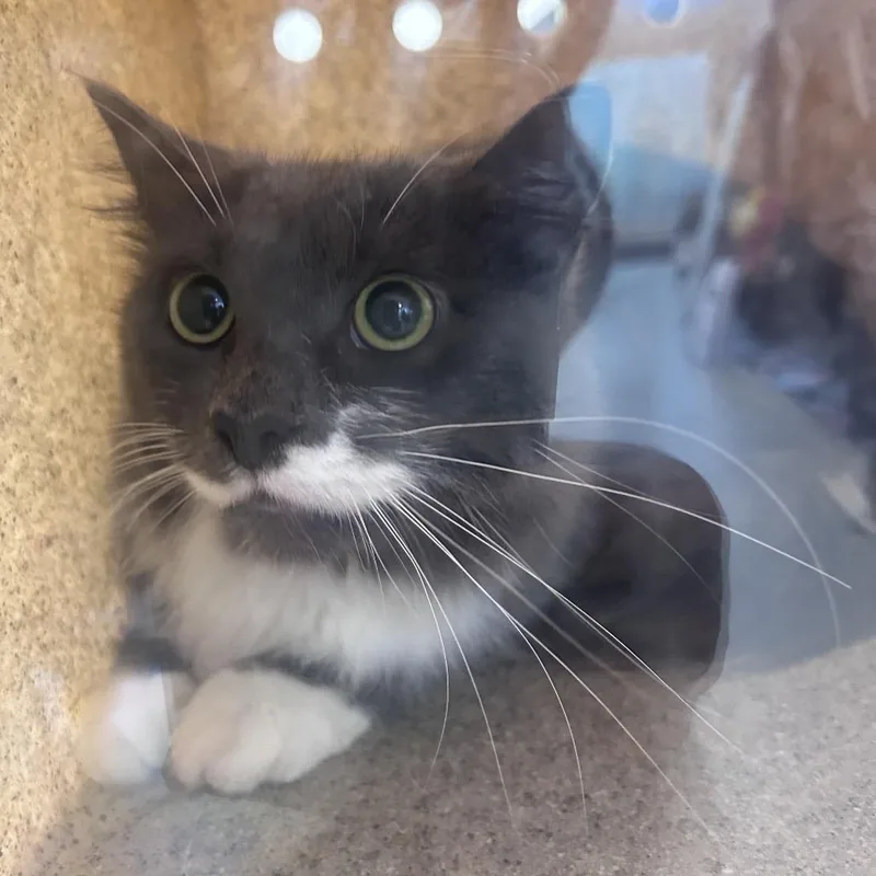 An adult medium-sized female Gray / Blue / Silver Domestic Short Hair cat named Stellus for adoption in Philadelphia, PA