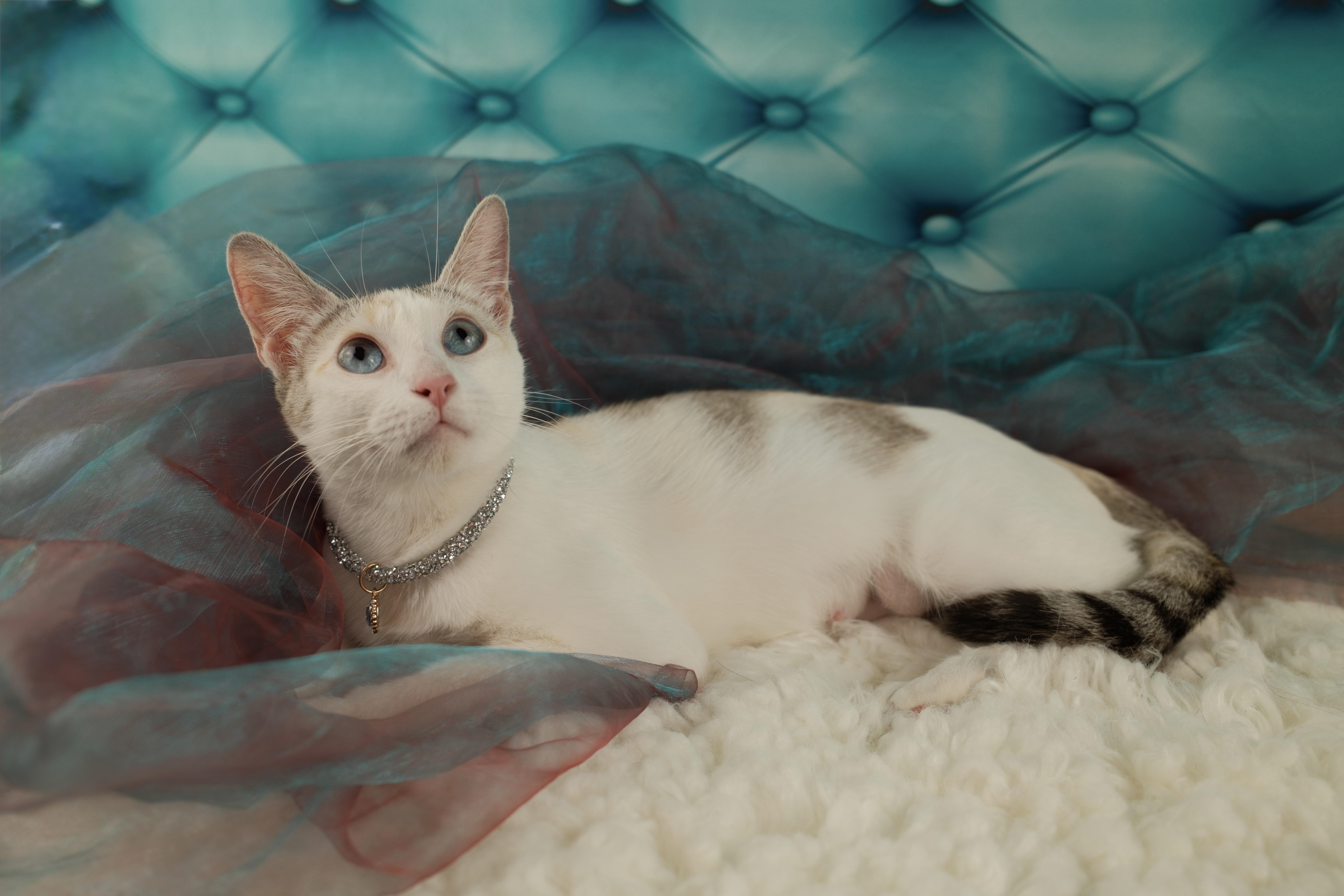A young small-sized female Lilac Point Siamese cat named Cookie for adoption in Houston, TX