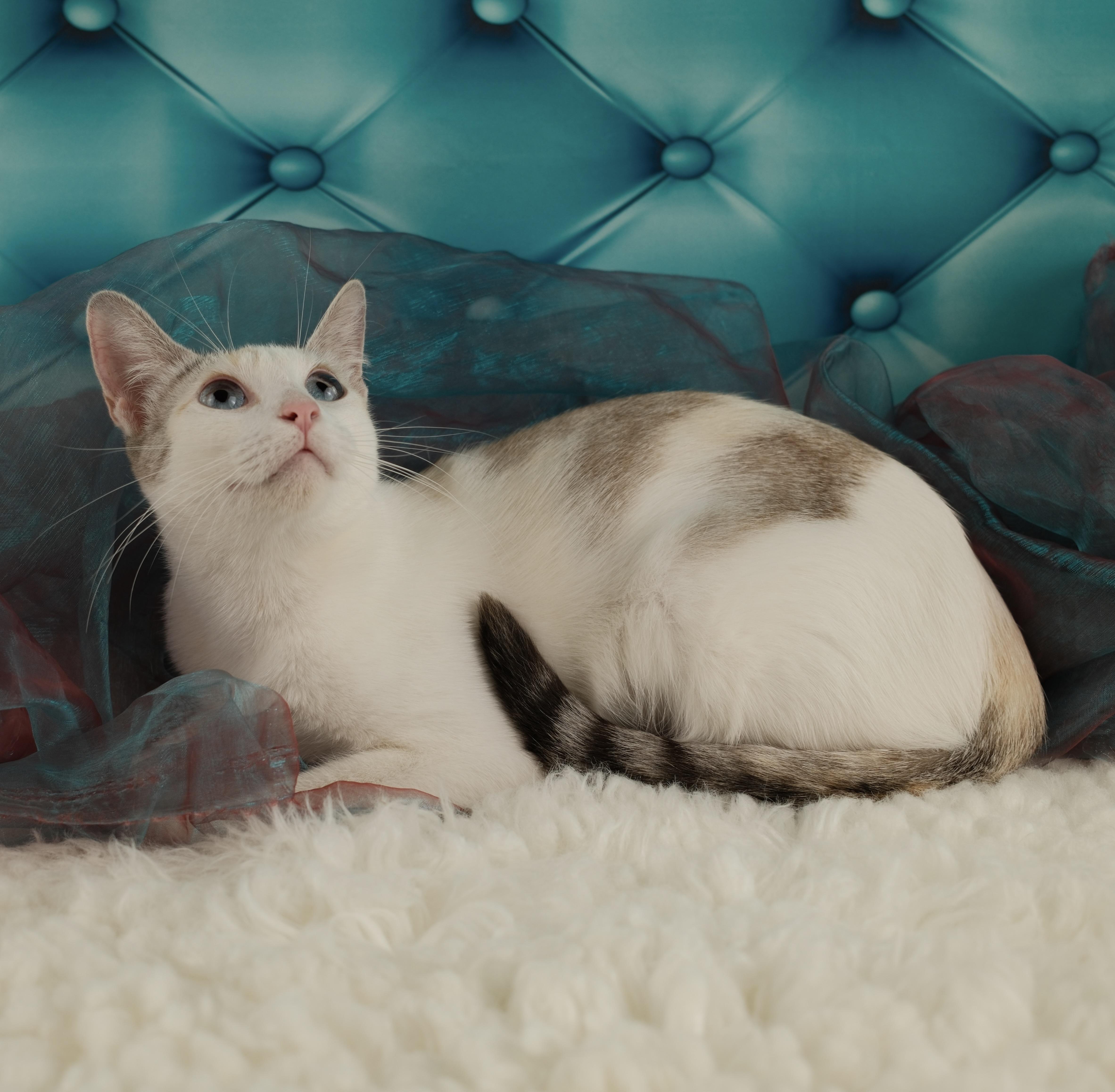 Cookie thumbnail 3