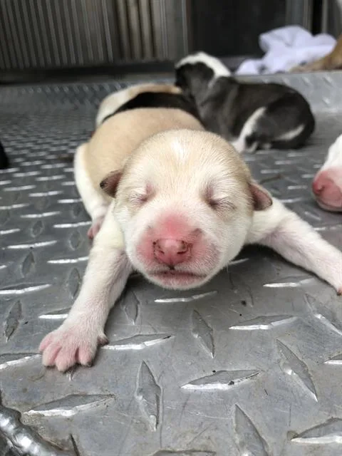 A baby large-sized female Mixed Breed dog named Shanice for adoption in Dallas, TX