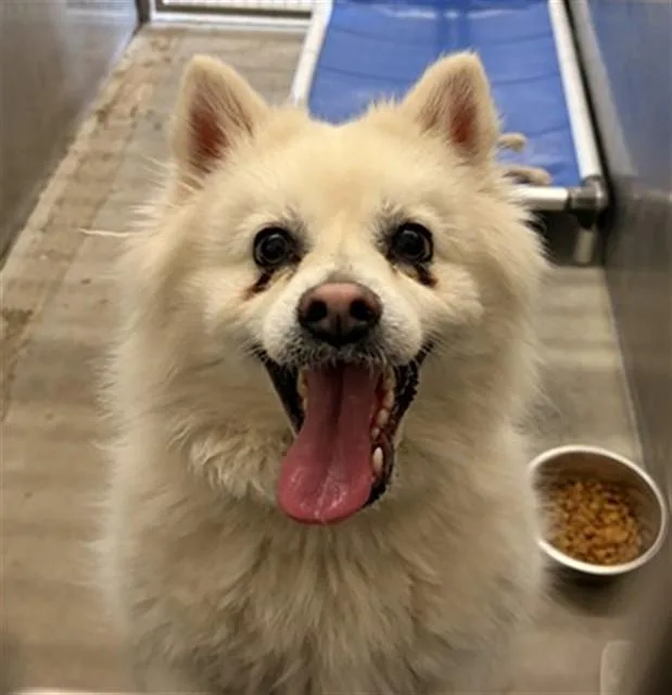 An adult small-sized male Pomeranian dog named Charlie for adoption in Camarillo, CA