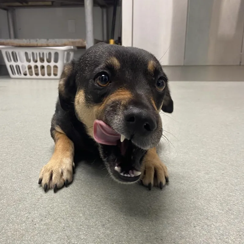 Bebe