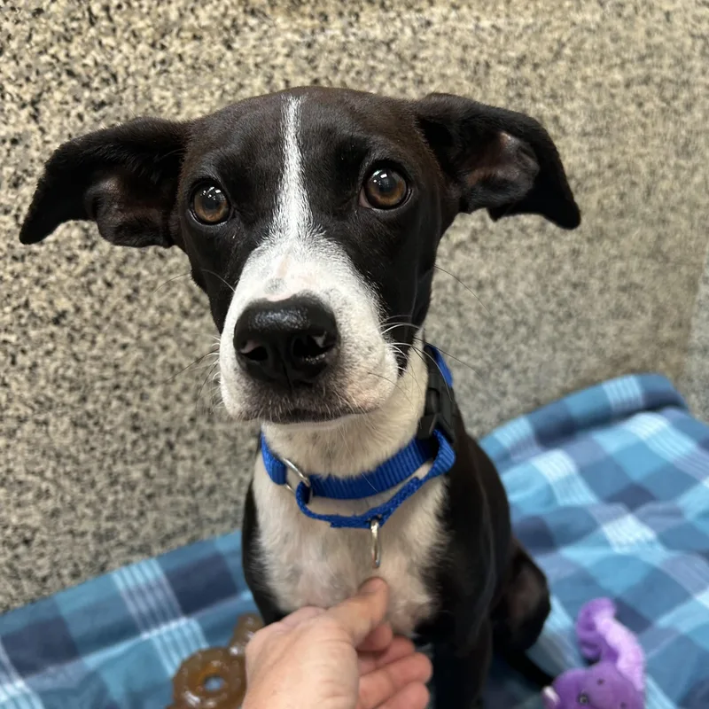 A baby medium-sized female Brown / Chocolate Bluetick Coonhound dog named Nellie for adoption in Monroe, OH