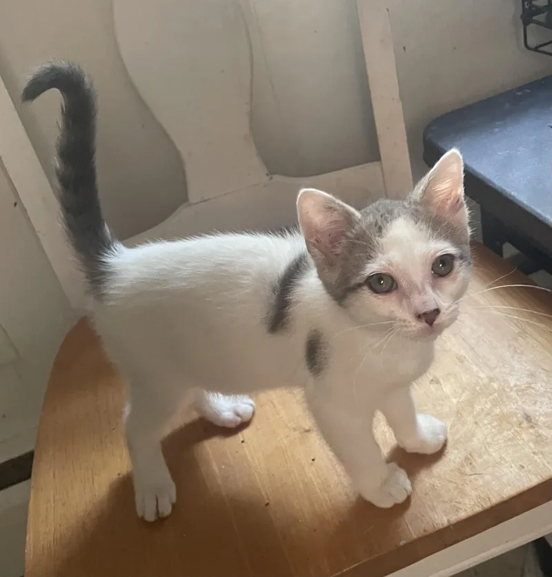 A baby small-sized female White Domestic Short Hair cat named Gretta for adoption in Troy, NY