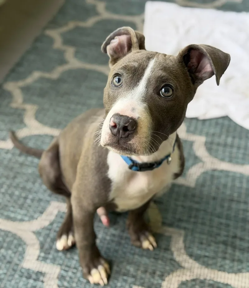 A baby medium-sized male Gray / Blue / Silver Pit Bull Terrier dog named Benny for adoption in Palm springs, FL