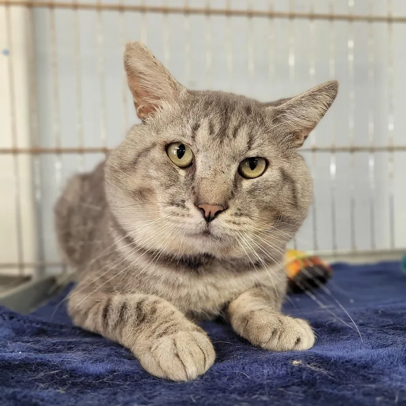 An adult small-sized male Gray / Blue / Silver Domestic Short Hair cat named Robert for adoption in Duncan, OK