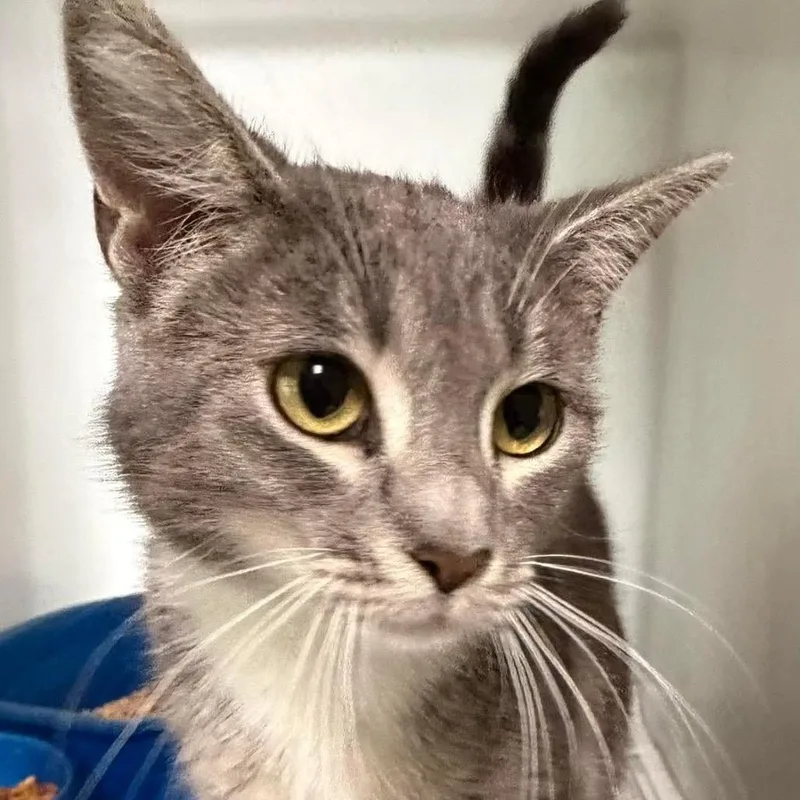 An adult medium-sized female Domestic Short Hair cat named Norma for adoption in Washington, DC