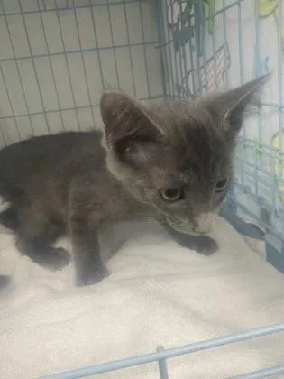 A young medium-sized male Domestic Short Hair cat named Shadow for adoption in Gainesville, FL