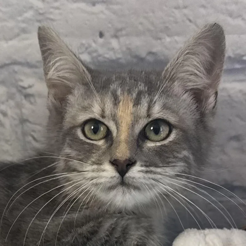 A baby small-sized female Gray / Blue / Silver Domestic Short Hair cat named Kai for adoption in Harrisonburg, VA