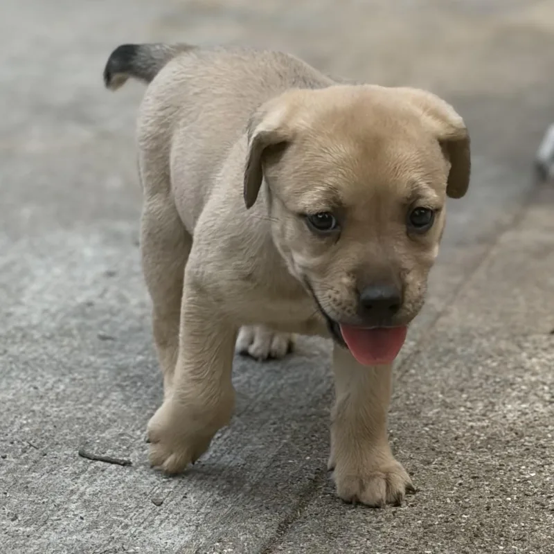 A baby medium-sized female Apricot / Beige Pit Bull Terrier dog named Houston for adoption in Mansfield, TX