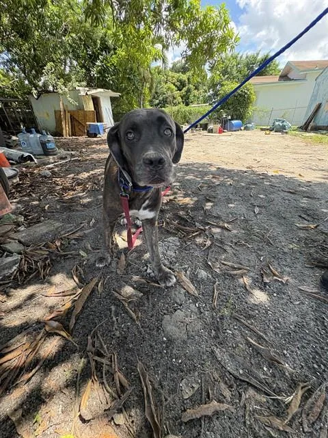 An adult large-sized female Hound dog named Diamond for adoption in Miami, FL