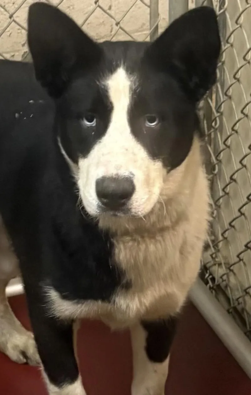 A young medium-sized female Black Husky dog named Janis Hold for adoption in Canton, OH
