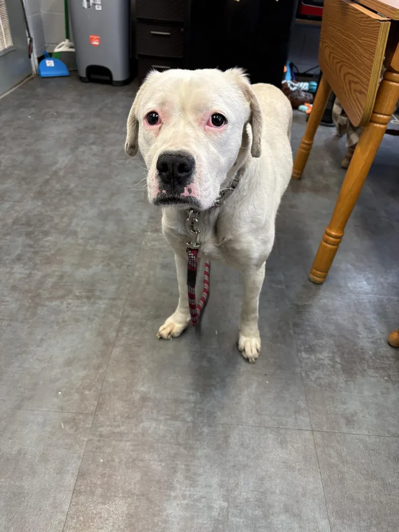 A young large-sized female Boxer dog named Tink for adoption in Hermitage, PA