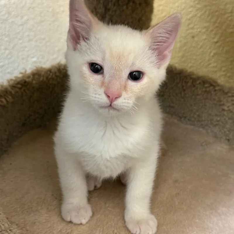 A baby small-sized male White Domestic Short Hair cat named Link W Rhett for adoption in Flagstaff, AZ