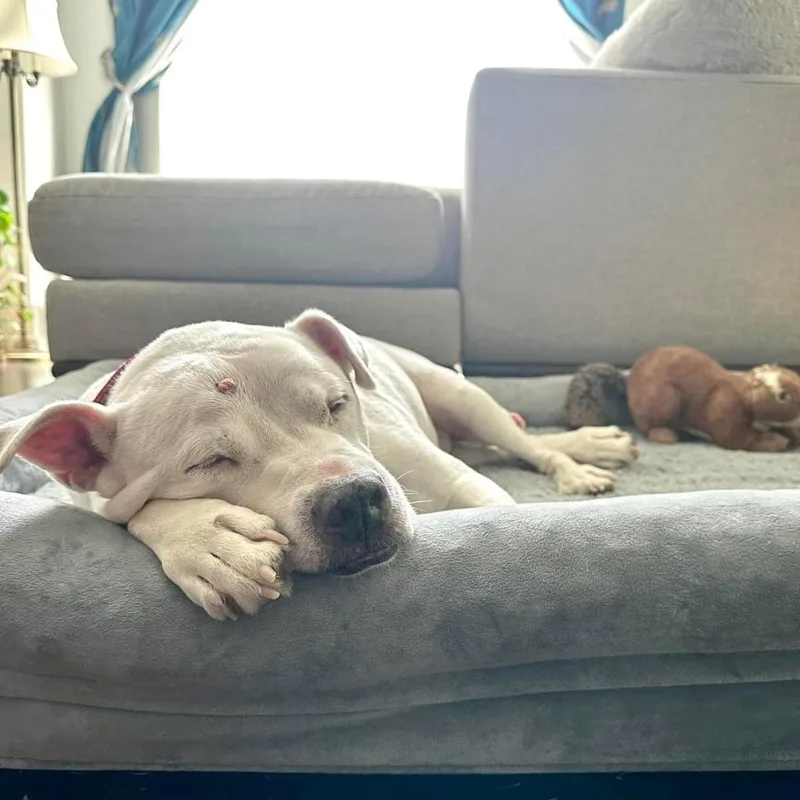 Big Papa thumbnail 2