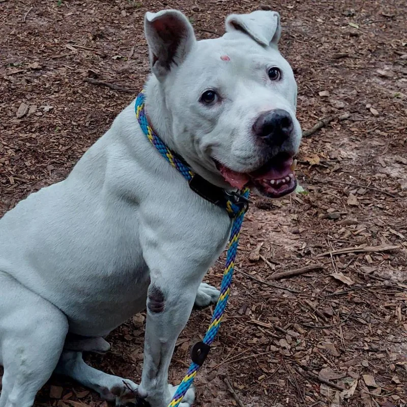 Big Papa thumbnail 5