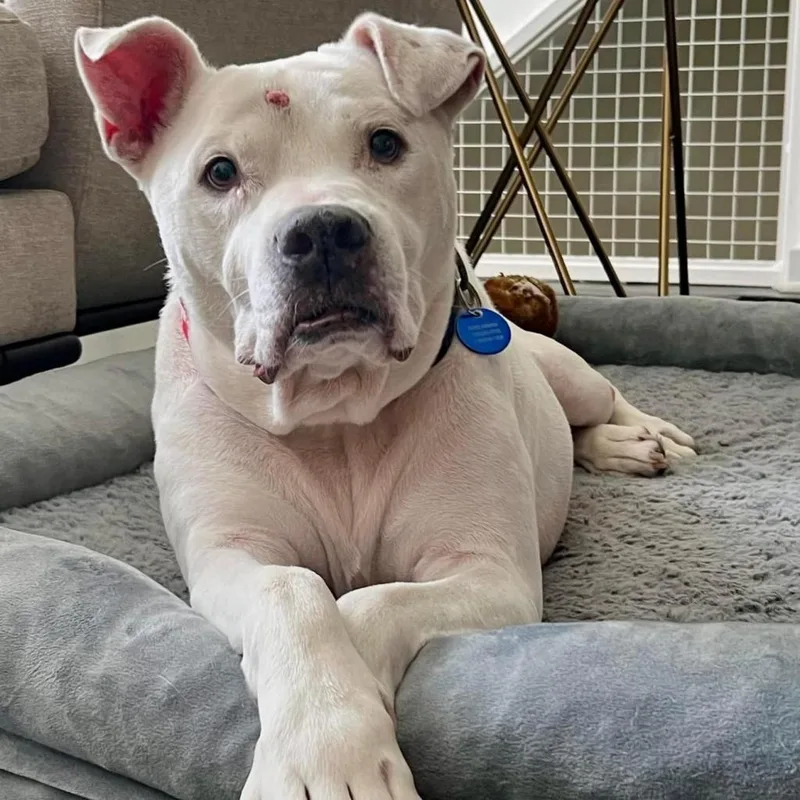 Big Papa thumbnail 6