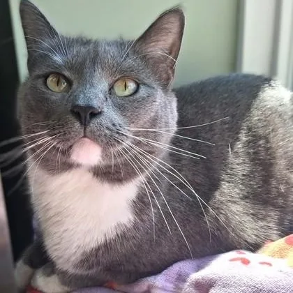 An adult medium-sized male Gray & White Domestic Short Hair cat named Cheshire for adoption in Belmont, NY