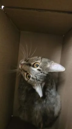 An adult medium-sized female Black Domestic Short Hair cat named Lima Bean for adoption in Wichita, KS