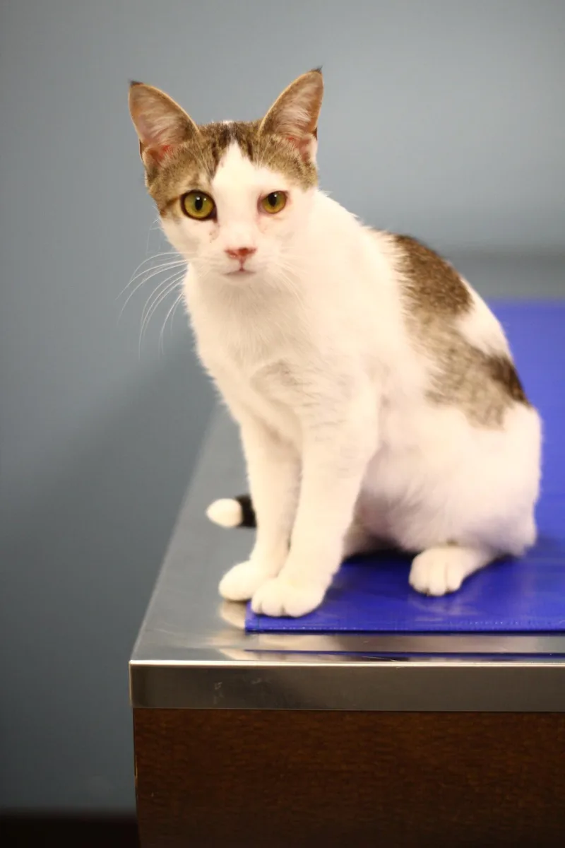 A young medium-sized male Domestic Short Hair cat named Lincoln for adoption in Toledo, OH