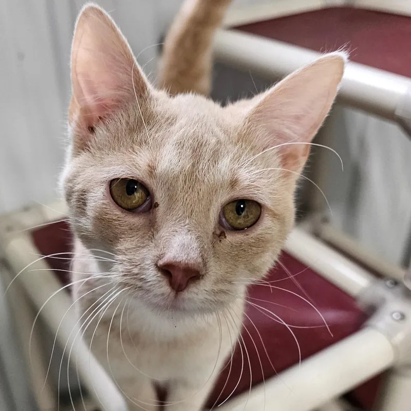 An adult medium-sized male Cream / Ivory Domestic Short Hair cat named Tostito for adoption in Grinnell, IA