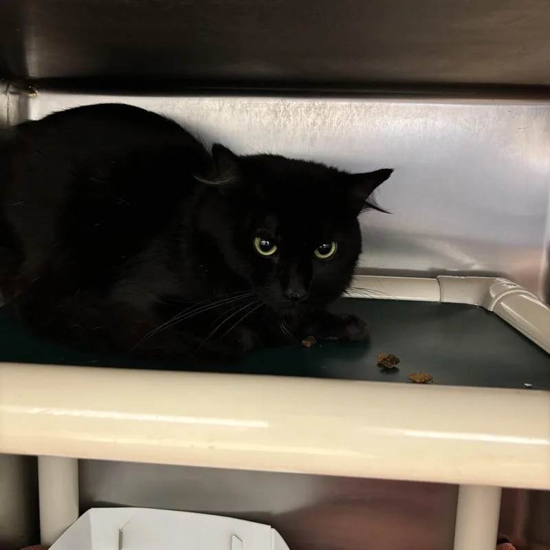 An adult medium-sized male Black Domestic Short Hair cat named Shiki for adoption in St. Augustine, FL