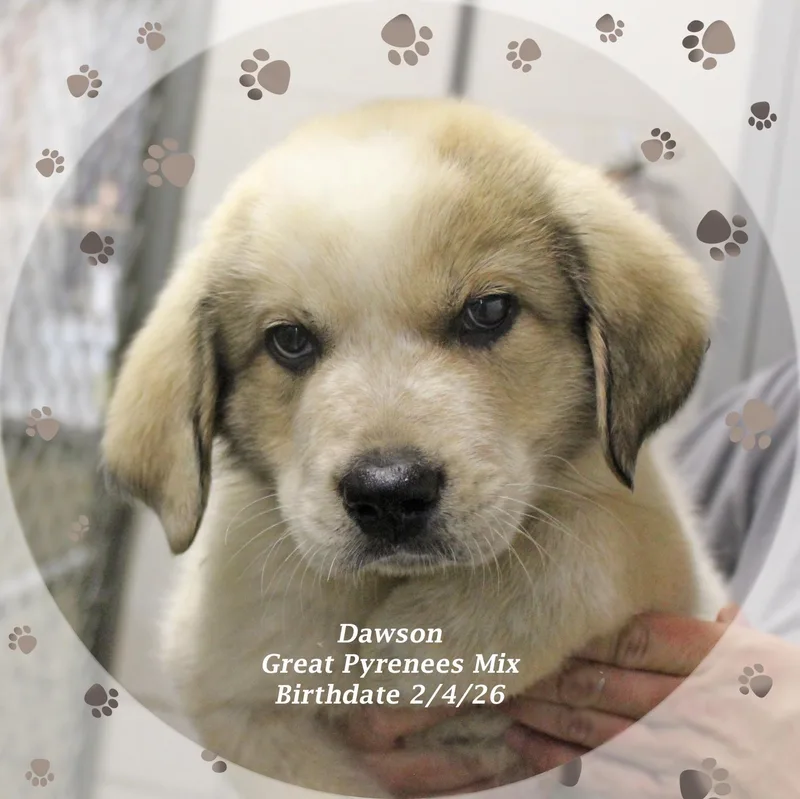 A baby extra large-sized male White / Cream Great Pyrenees dog named Dawson for adoption in Amelia, OH
