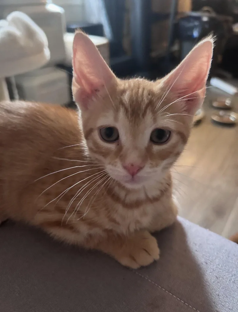A baby medium-sized female Orange / Red Domestic Short Hair cat named Miso & Taro BONDED for adoption in Herndon, VA