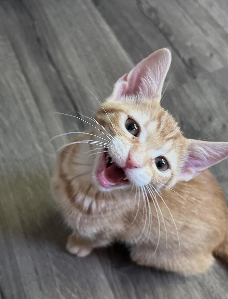 Miso & Taro BONDED thumbnail 2