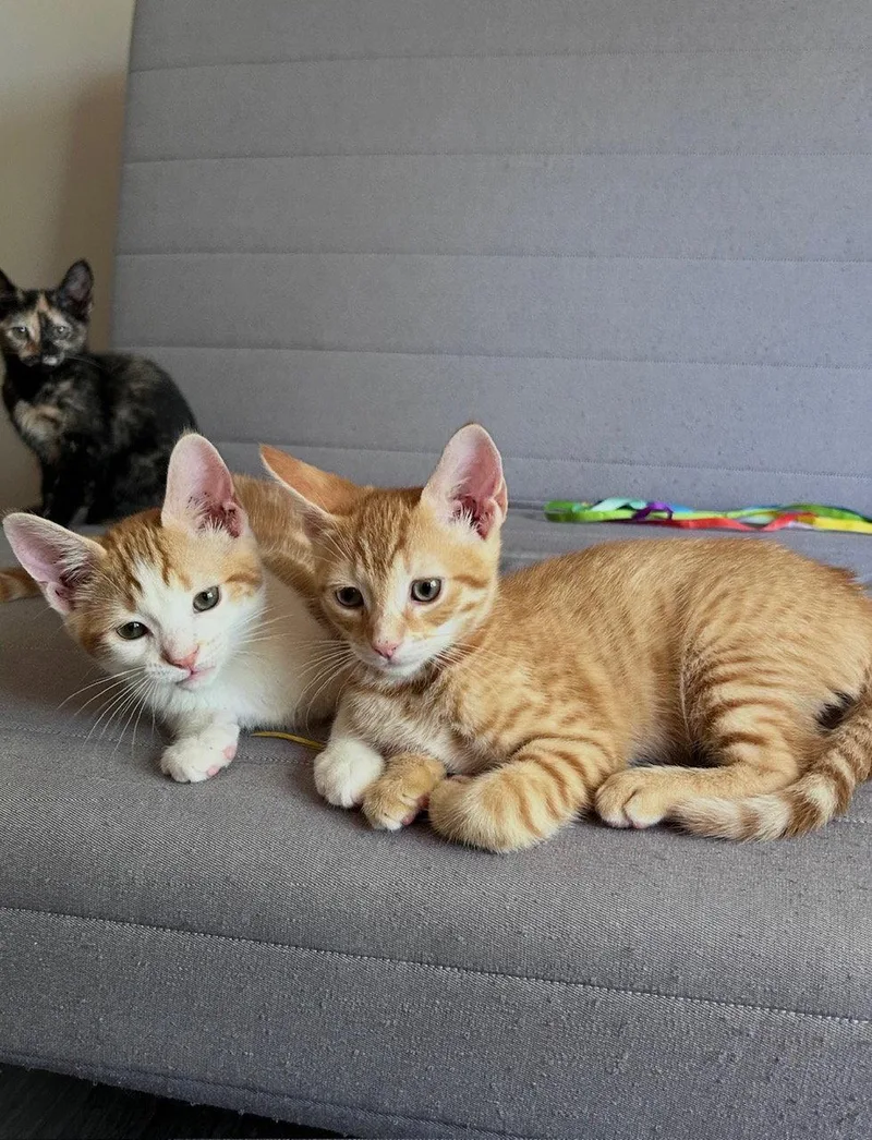 Miso & Taro BONDED thumbnail 3