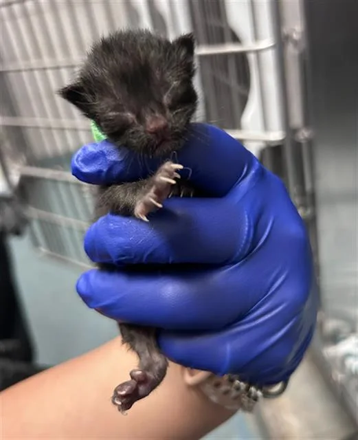A baby small-sized female Domestic Short Hair cat named Leslie for adoption in Dallas, TX