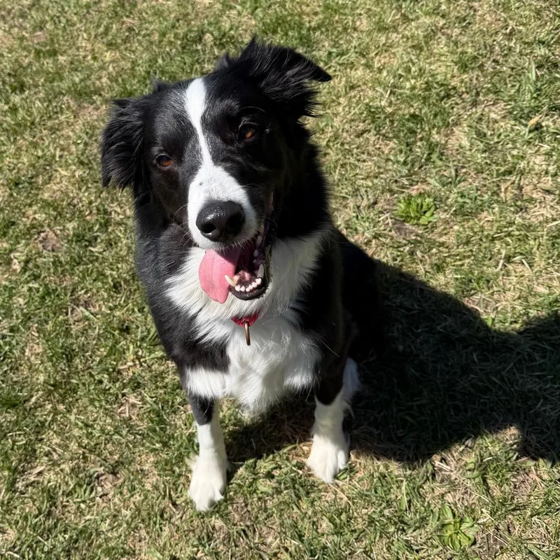Wilson