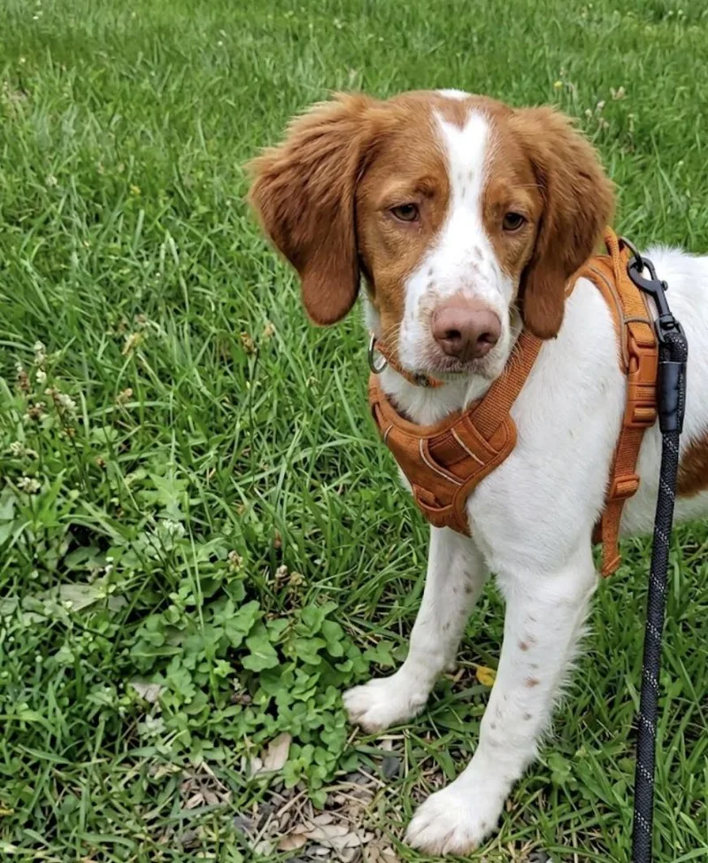 A young medium-sized female Tricolor (Brown, Black, & White) Brittany Spaniel dog named Tangerine for adoption