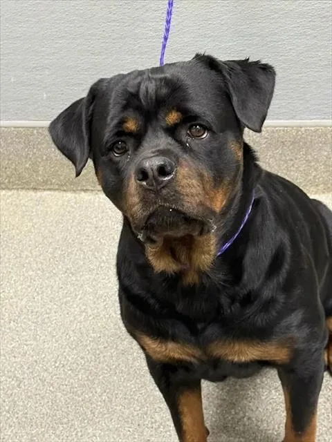 An adult large-sized female Rottweiler dog named Molly for adoption in Las Vegas, NV