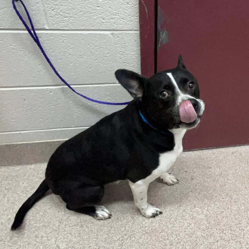An adult medium-sized male Black Mixed Breed dog named Pac Man for adoption in Ardmore, OK