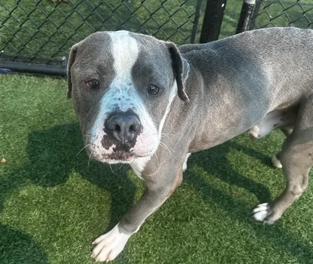 An adult large-sized male Mixed Breed dog named Dbo for adoption in Dallas, TX