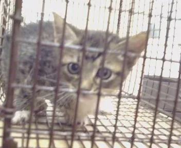 A baby small-sized female Domestic Short Hair cat named Butterfly for adoption in Sacramento, CA