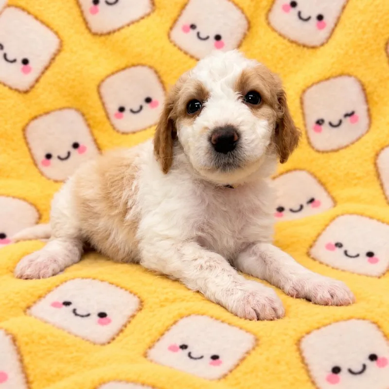 A baby medium-sized female White / Cream German Wirehaired Pointer dog named Marshmallow for adoption in St. Peters, MO