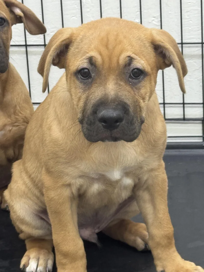 A baby medium-sized male Yellow / Tan / Blond / Fawn American Staffordshire Terrier dog named Terrax for adoption in Sonora, CA