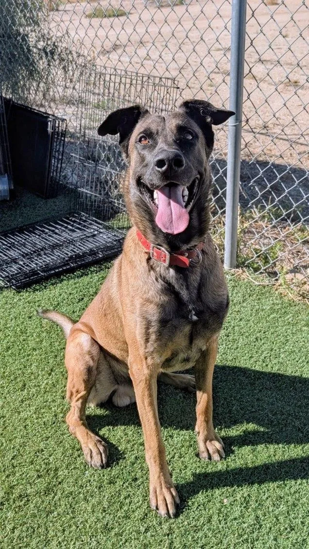An adult large-sized male Belgian Shepherd / Malinois dog named Guante for adoption in Benson, AZ