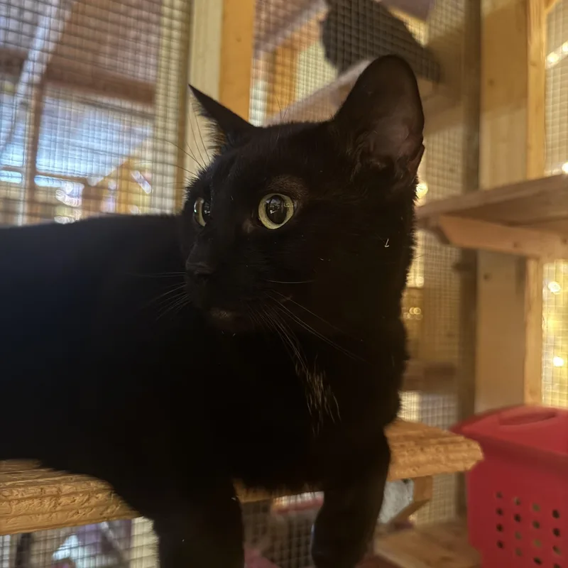 An adult large-sized male Domestic Short Hair cat named Salem for adoption in Memphis, TN