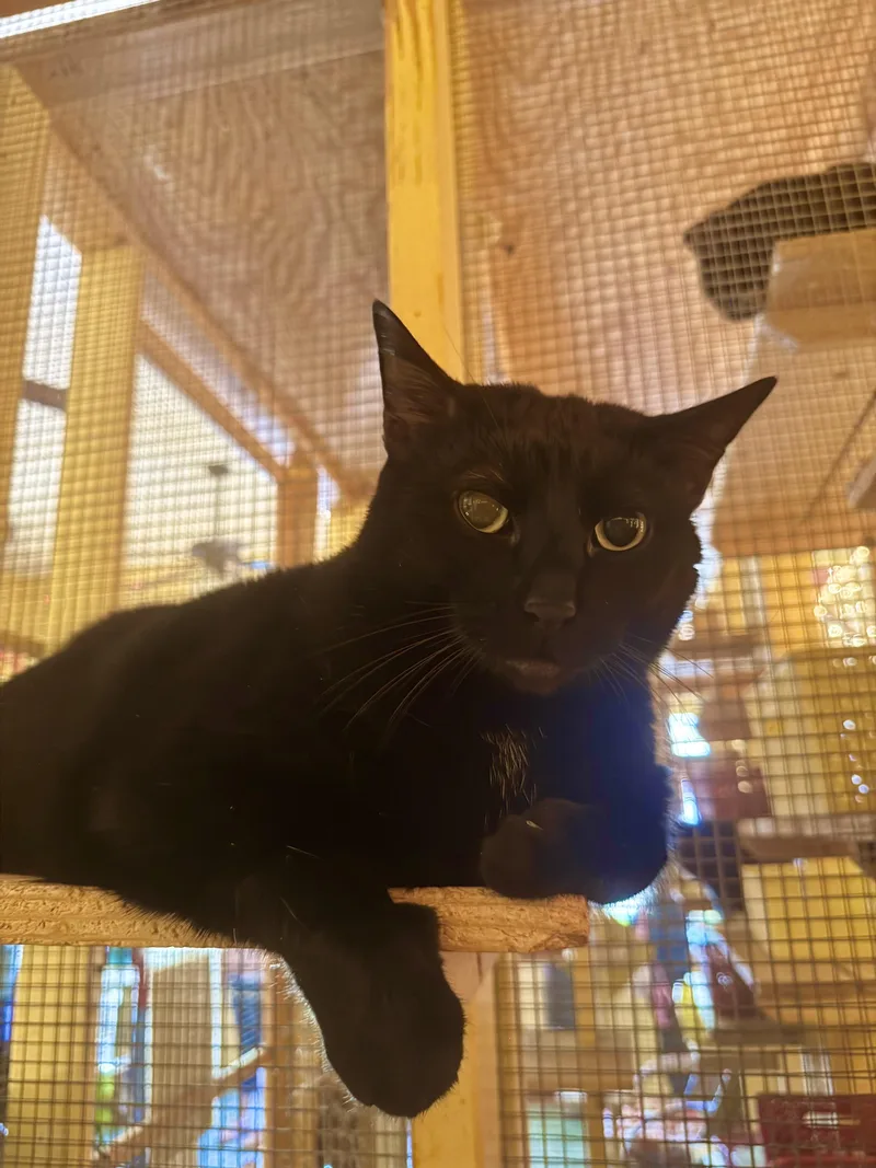Salem thumbnail 2