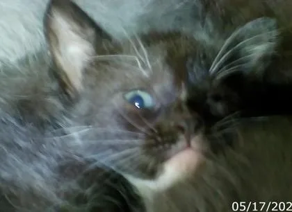 A baby medium-sized female Domestic Short Hair cat named Wink for adoption in West Memphis, AR
