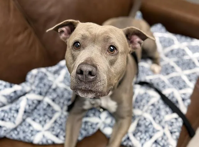 A young large-sized female American Staffordshire Terrier dog named Luna for adoption in Omaha, NE