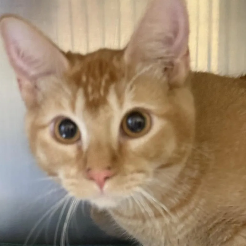 A young small-sized male Orange / Red Domestic Short Hair cat named Scoop for adoption in Fort Bragg, CA